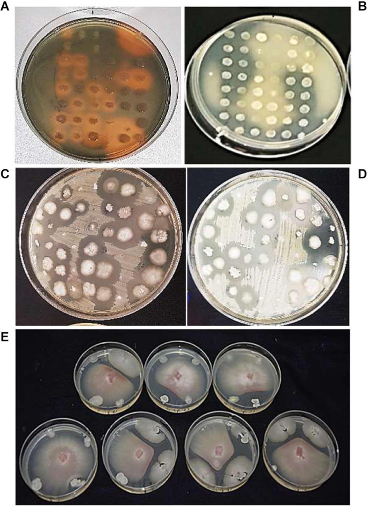 FIGURE 2