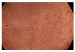 graphic file with name ijms-23-09382-i007.jpg