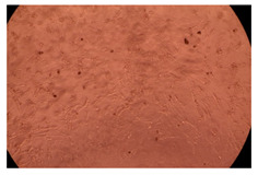 graphic file with name ijms-23-09382-i013.jpg