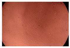 graphic file with name ijms-23-09382-i015.jpg