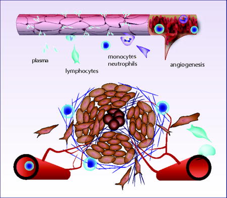 graphic file with name nihms828907u1.jpg