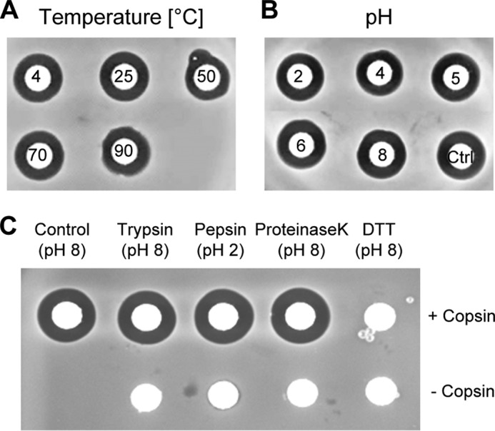 FIGURE 4.