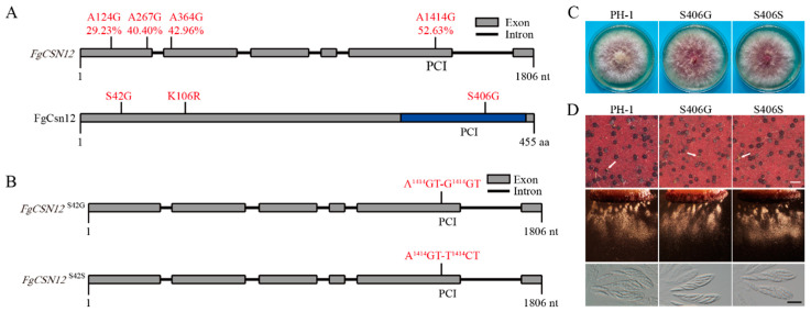 Figure 7