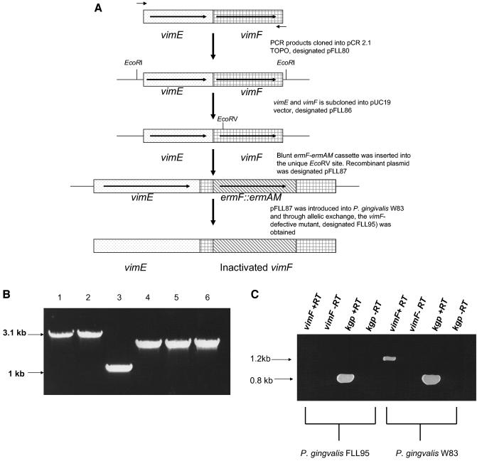 FIG. 2.