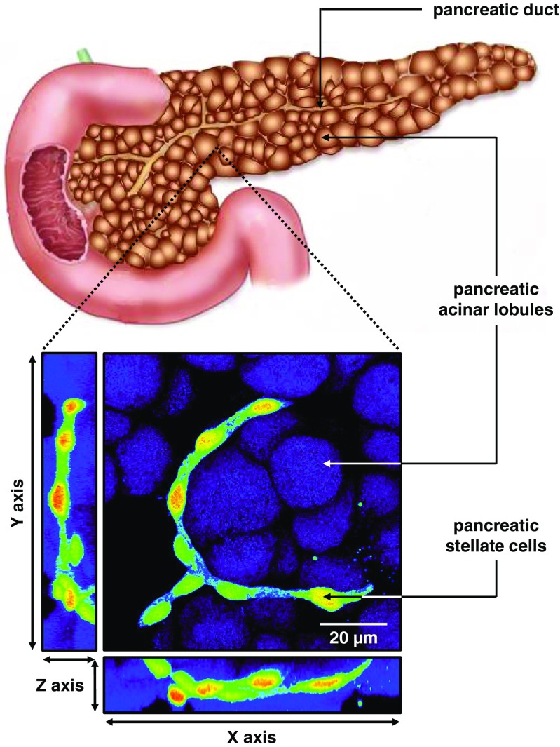 Fig. 1