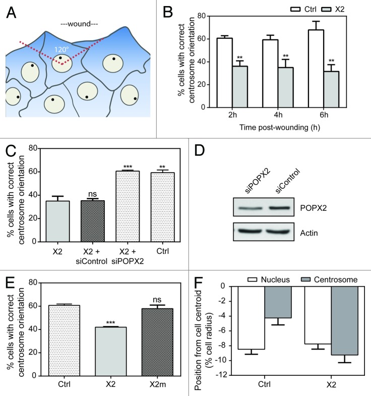 graphic file with name cc-13-2459-g2.jpg