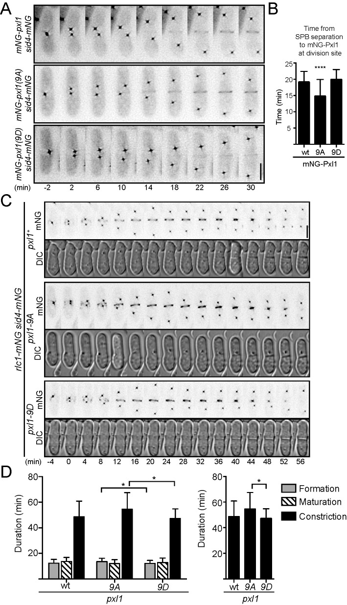 FIGURE 4: