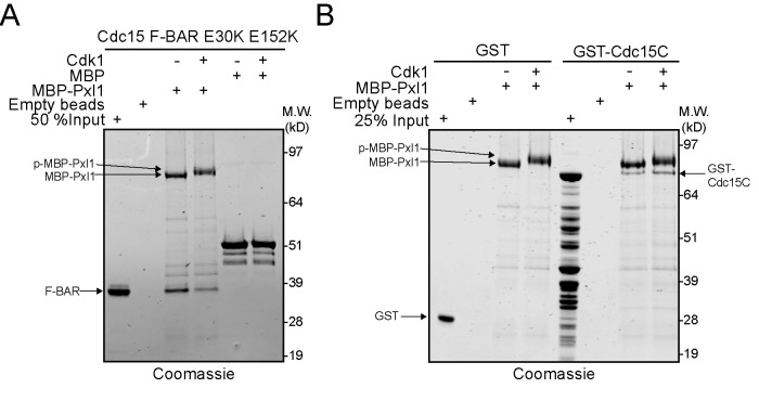 FIGURE 5: