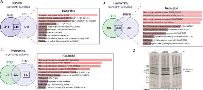 Figure 5—figure supplement 1.