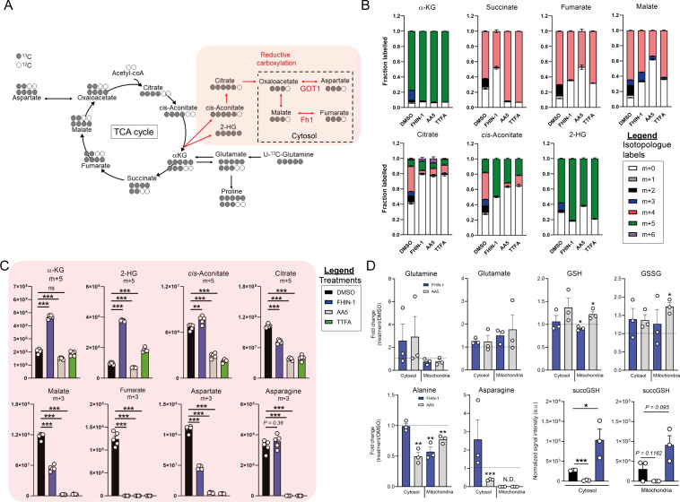 Figure 2—figure supplement 1.