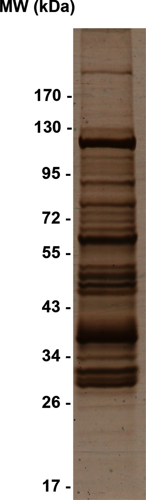 Figure 4—figure supplement 5.