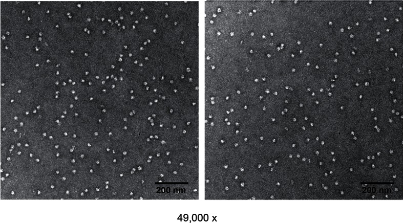 Figure 4—figure supplement 3.