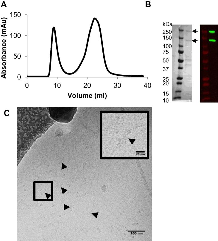 Fig. 2