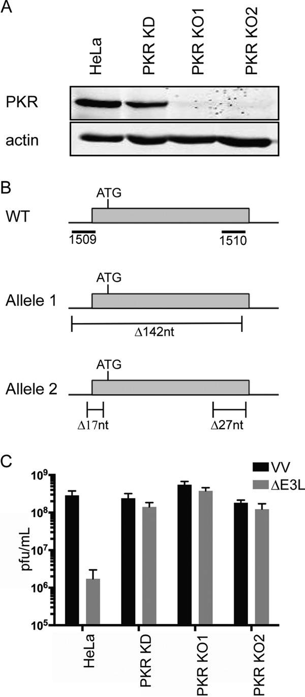 FIG 2