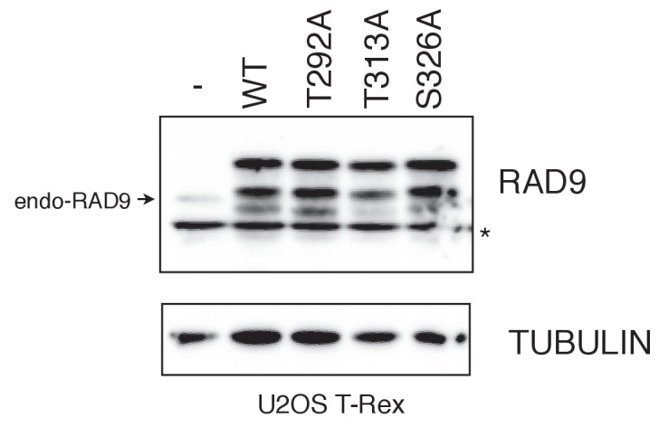 Figure 4—figure supplement 1.