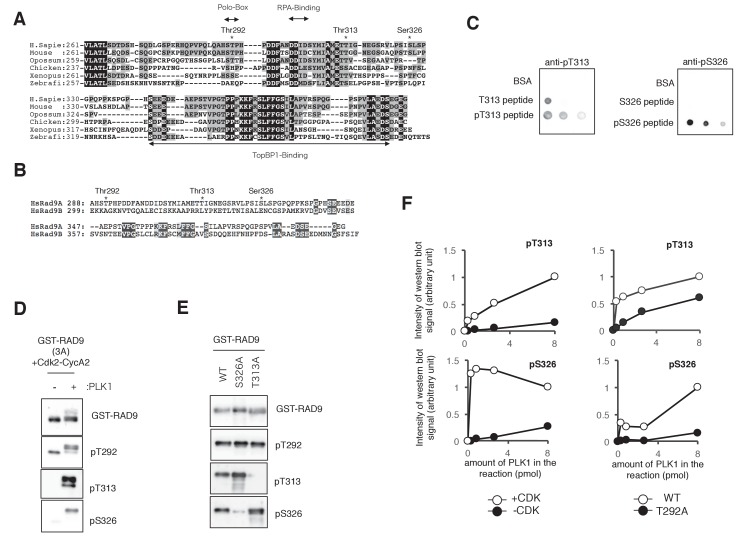 Figure 3—figure supplement 1.