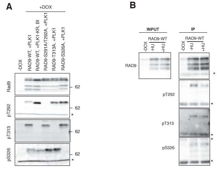 Figure 3—figure supplement 2.