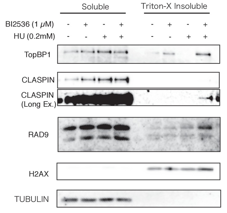 Figure 4—figure supplement 2.