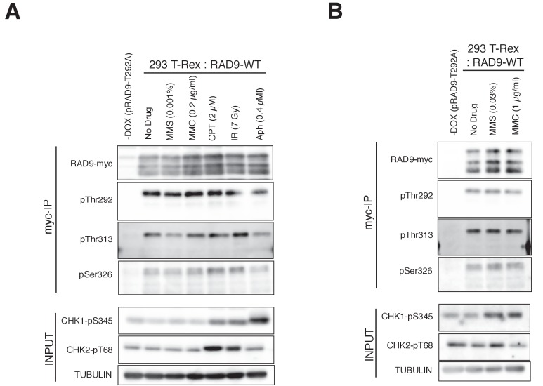 Figure 3—figure supplement 3.