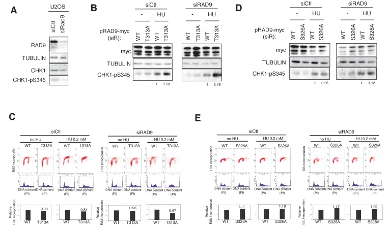 Figure 4—figure supplement 4.