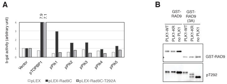 Figure 2—figure supplement 1.