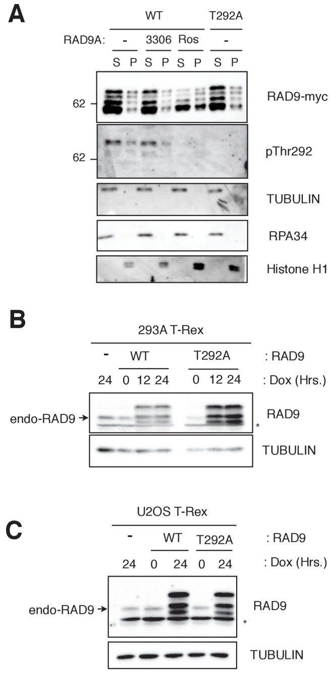 Figure 1—figure supplement 1.