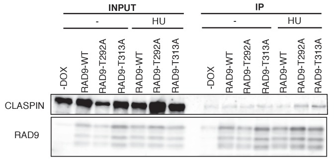 Figure 5—figure supplement 2.