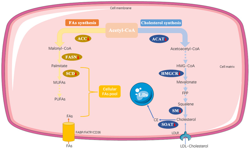 FIGURE 3