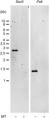 F<sc>igure</sc> 3.—