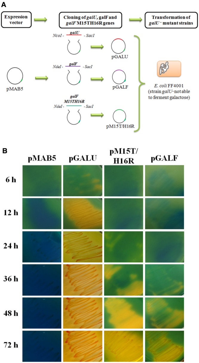 FIGURE 6