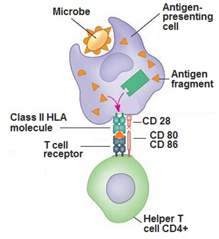 Fig. 1