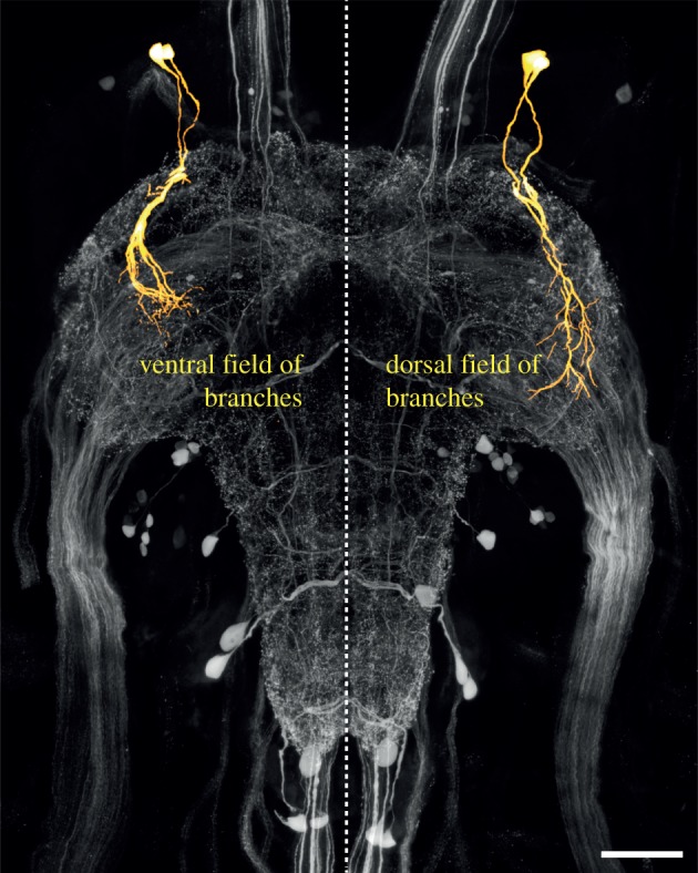 Figure 3.