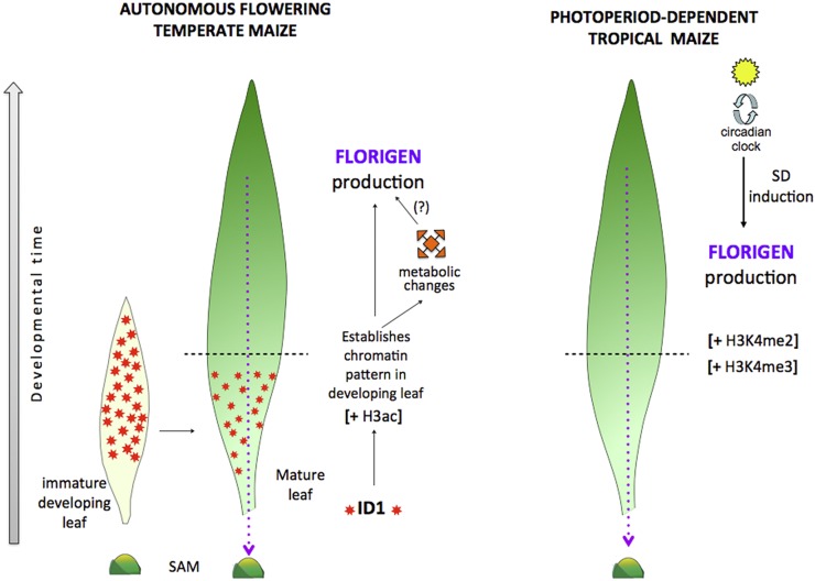 Figure 7.