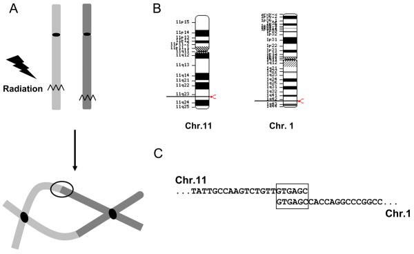 Fig. 5