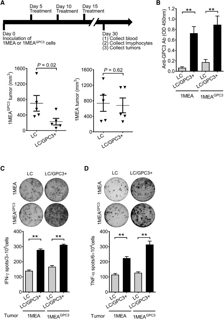 Figure 6