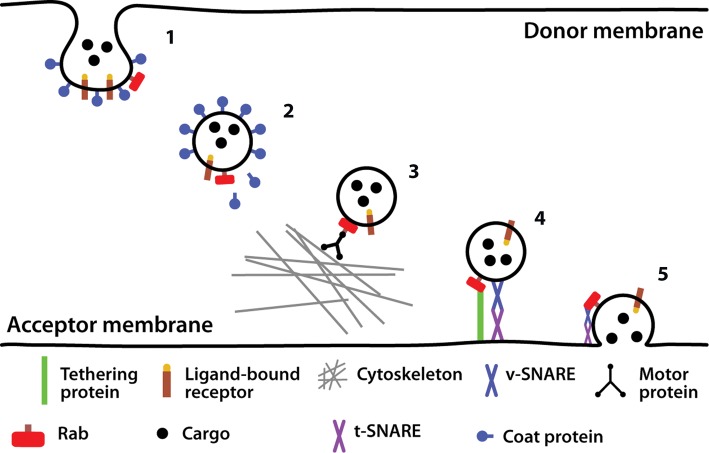 Figure 11.