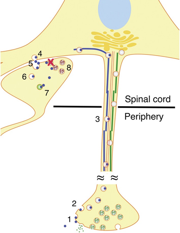 Figure 14.