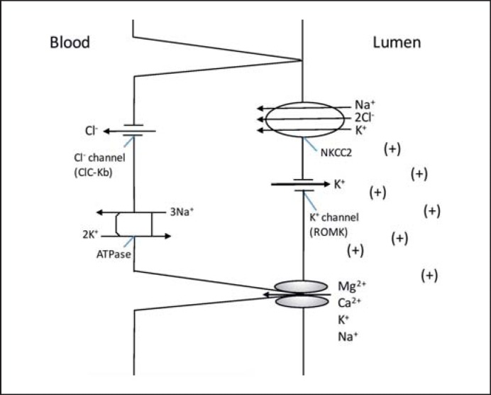 Fig. 2