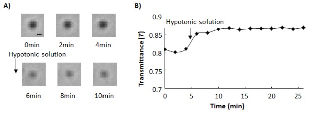 Fig. 5