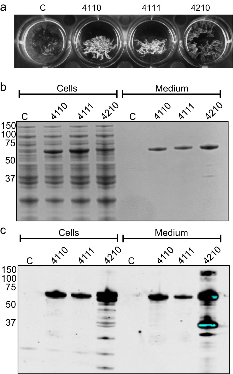 Fig. 4