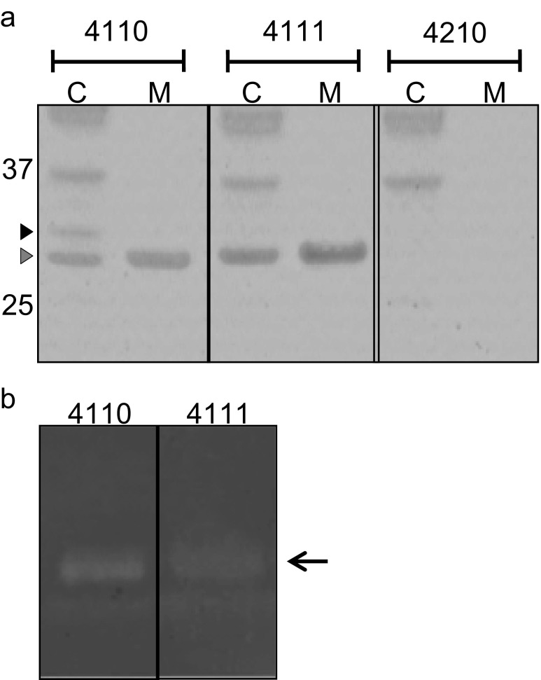 Fig. 5