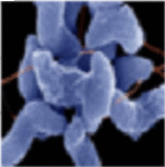 graphic file with name fx6_lrg.gif