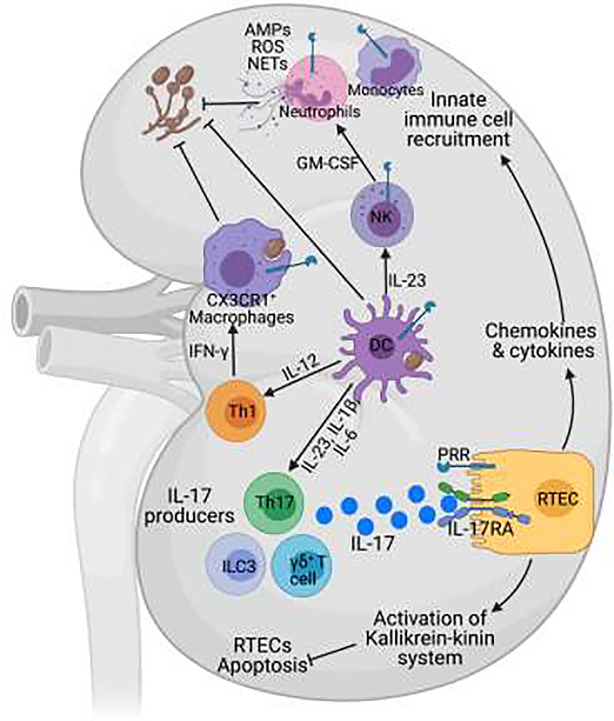 Fig 1: