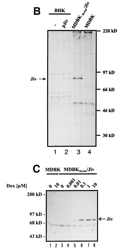 FIG. 6