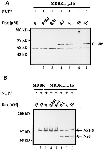 FIG. 7