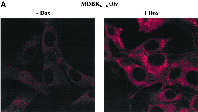 FIG. 6