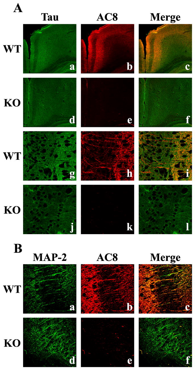 Fig. 12