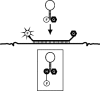 Figure 10.13
