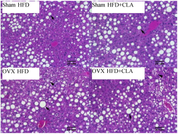 Fig.6