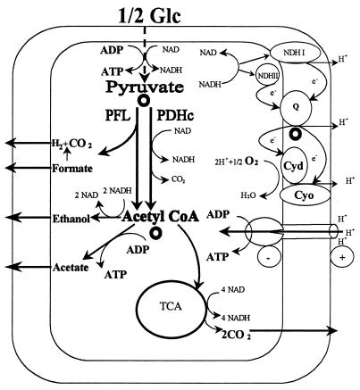 FIG. 1